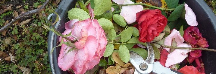 Diverse geschnittene Rosen in einem Eimer.